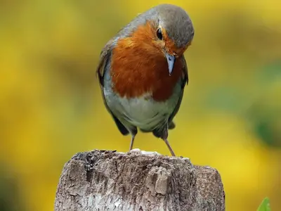 Природа и музика